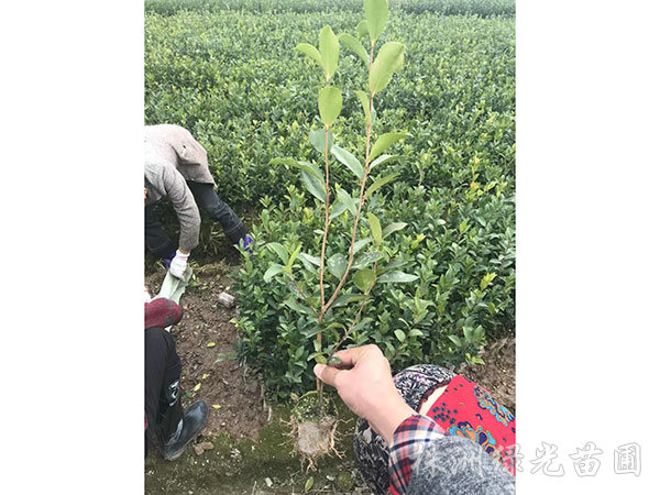 油茶苗1 油茶苗1