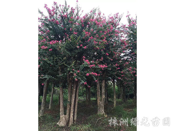 紫薇4