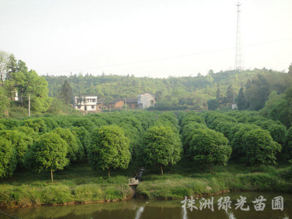 桂花树基地