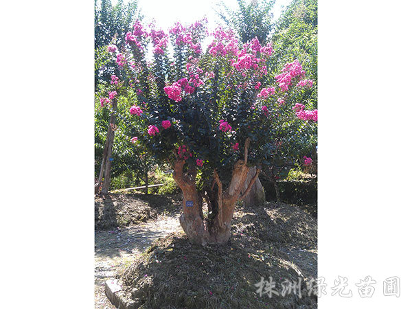 紫薇6
