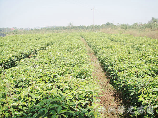 香樟小苗基地