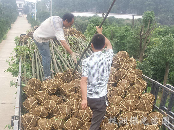 4公分香樟装车中