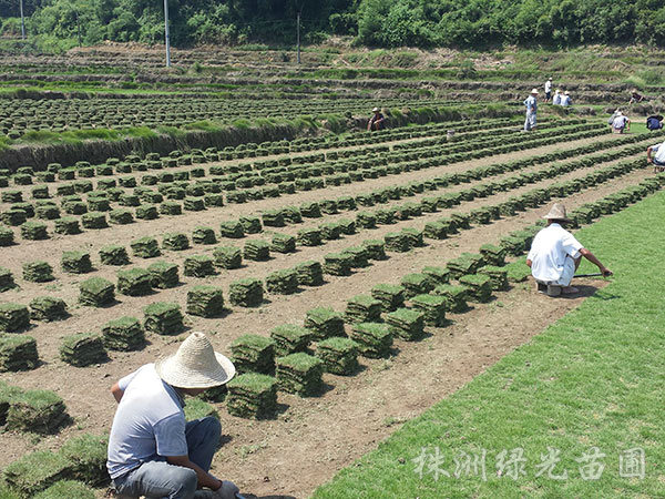 马尼拉草皮3