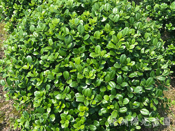 无刺枸骨球4