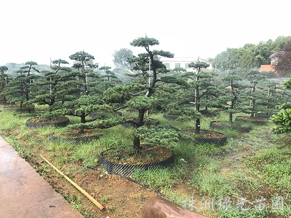 造型五针松