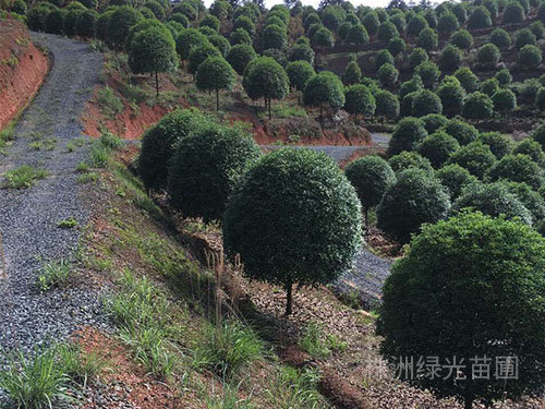 桂花树