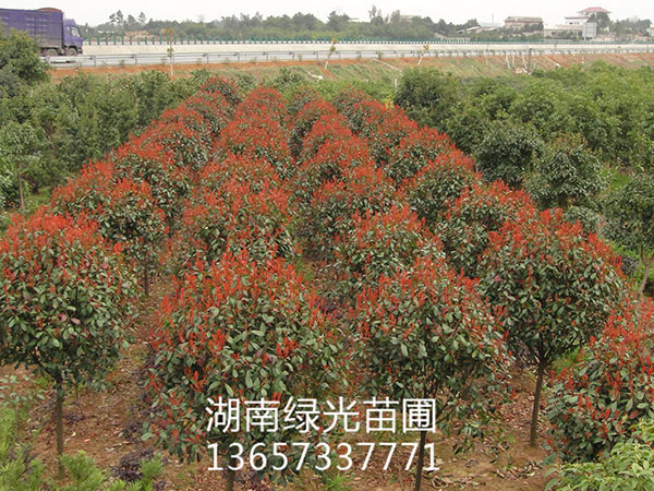 株洲云龙示范区绿光苗圃,造型罗汉松批发,株洲造型五针松种植 株洲云龙示范区绿光苗圃,造型罗汉松批发,株洲造型五针松种植