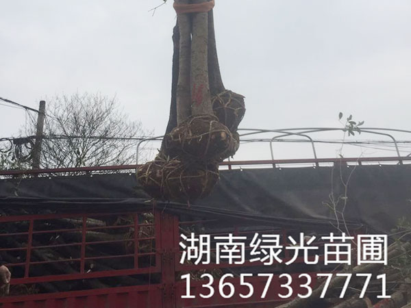株洲云龙示范区绿光苗圃,造型罗汉松批发,株洲造型五针松种植 株洲云龙示范区绿光苗圃,造型罗汉松批发,株洲造型五针松种植