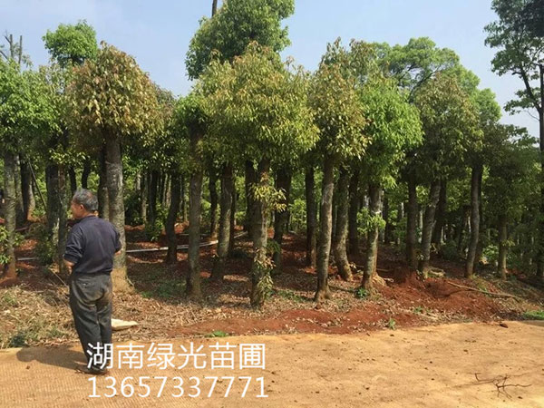 株洲云龙示范区绿光苗圃,造型罗汉松批发,株洲造型五针松种植 株洲云龙示范区绿光苗圃,造型罗汉松批发,株洲造型五针松种植