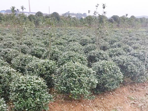 株洲云龙示范区绿光苗圃,造型罗汉松批发,株洲造型五针松种植 株洲云龙示范区绿光苗圃,造型罗汉松批发,株洲造型五针松种植