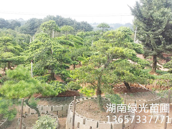 株洲云龙示范区绿光苗圃,造型罗汉松批发,株洲造型五针松种植